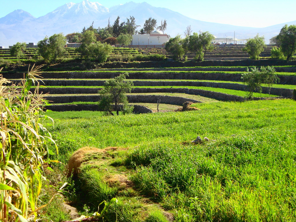 Andenes de Paucarpata
